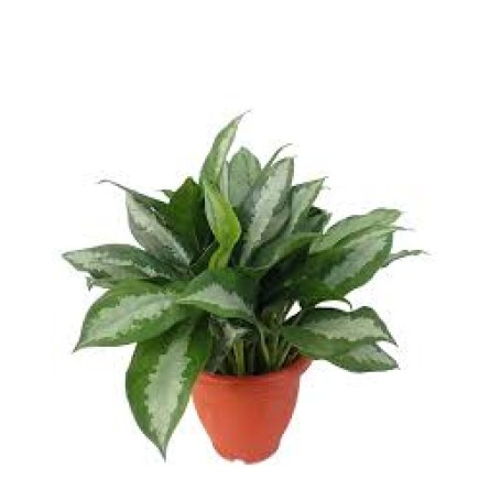 Aglaonema – Pattaya Beauty